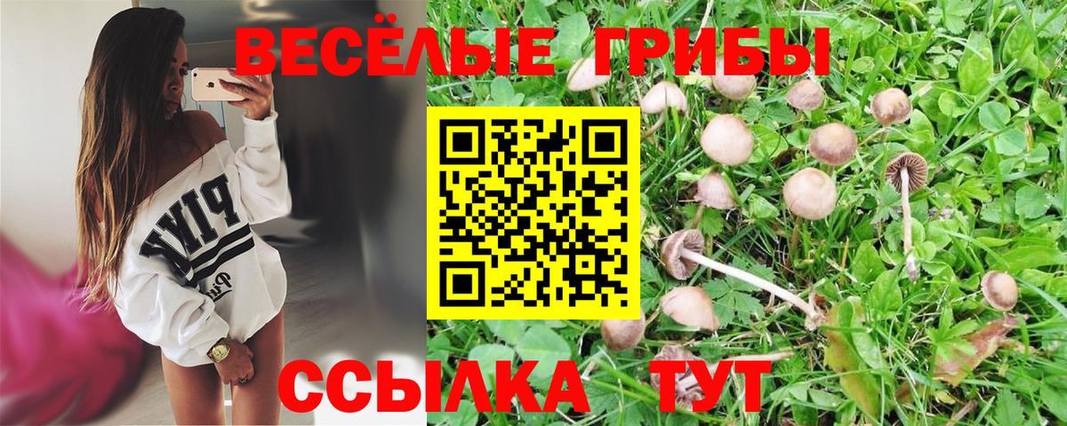 Галлюциногенные грибы Psilocybe Лениногорск
